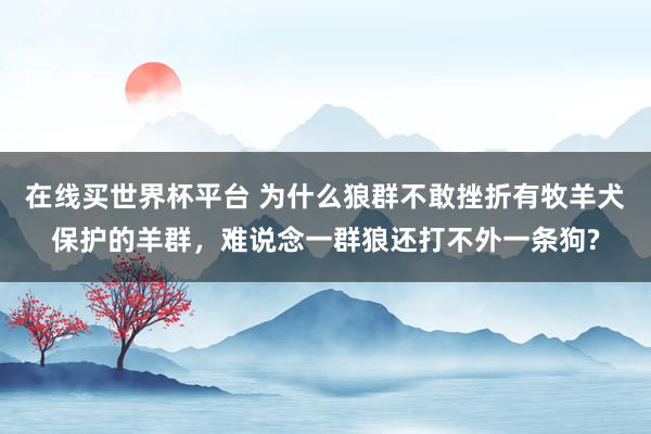 在线买世界杯平台 为什么狼群不敢挫折有牧羊犬保护的羊群,难说念一群狼还打不外一条狗?