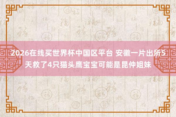 2026在线买世界杯中国区平台 安徽一片出所5天救了4只猫头鹰宝宝可能是昆仲姐妹