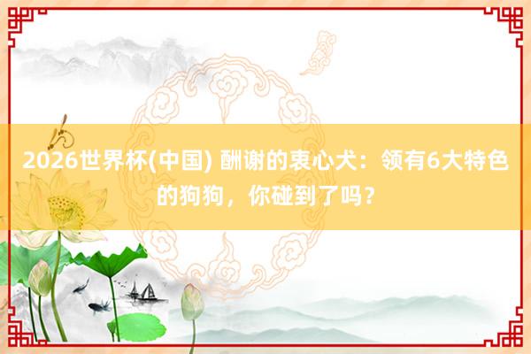 2026世界杯(中国) 酬谢的衷心犬:领有6大特色的狗狗,你碰到了吗?
